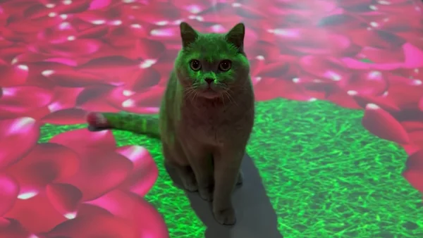 interactive rose petal floor
